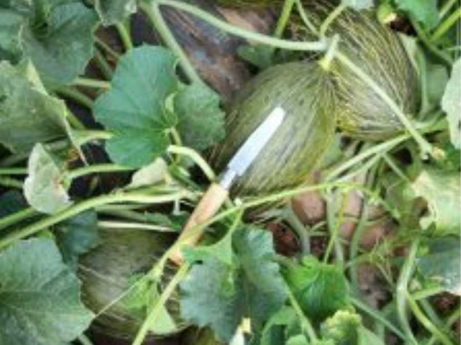 Melones verdes Piel de Sapo en el suelo