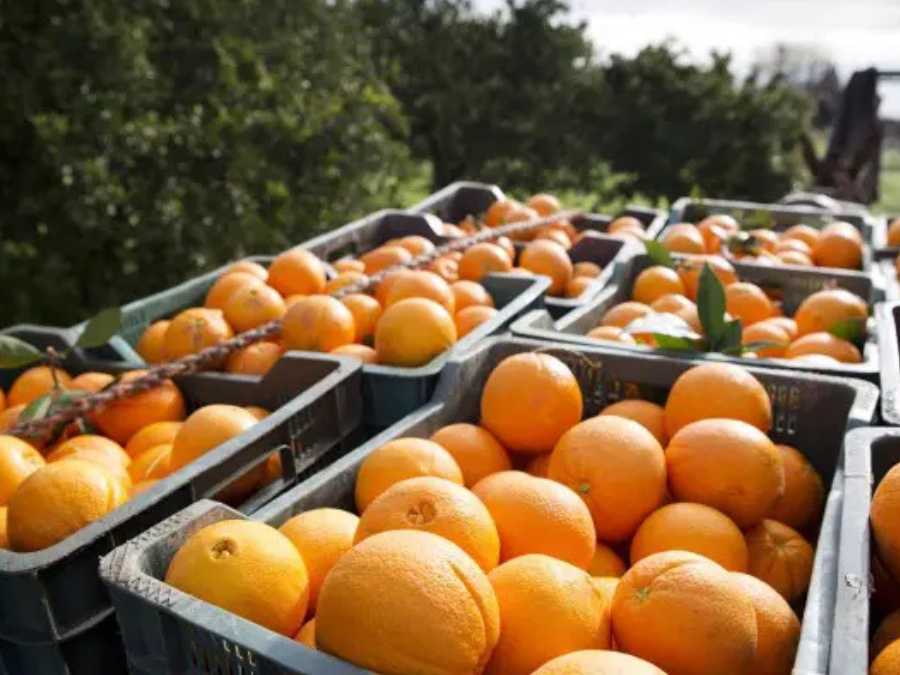 Naranjas en cajas de plástico
