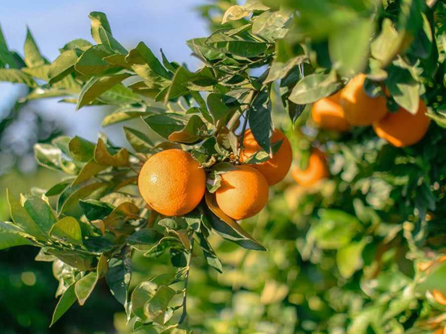 Naranjas en rama
