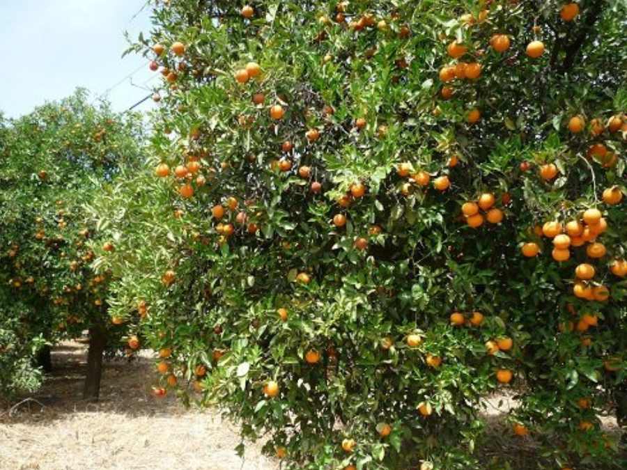 Naranjo con naranjas
