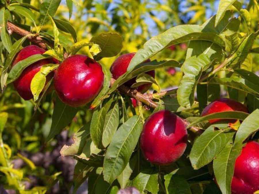 Nectarinas en el árbol listas para recolección