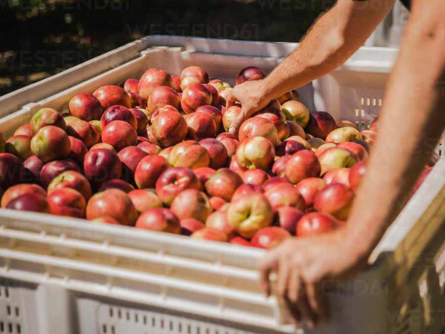 Nectarinas en pallots