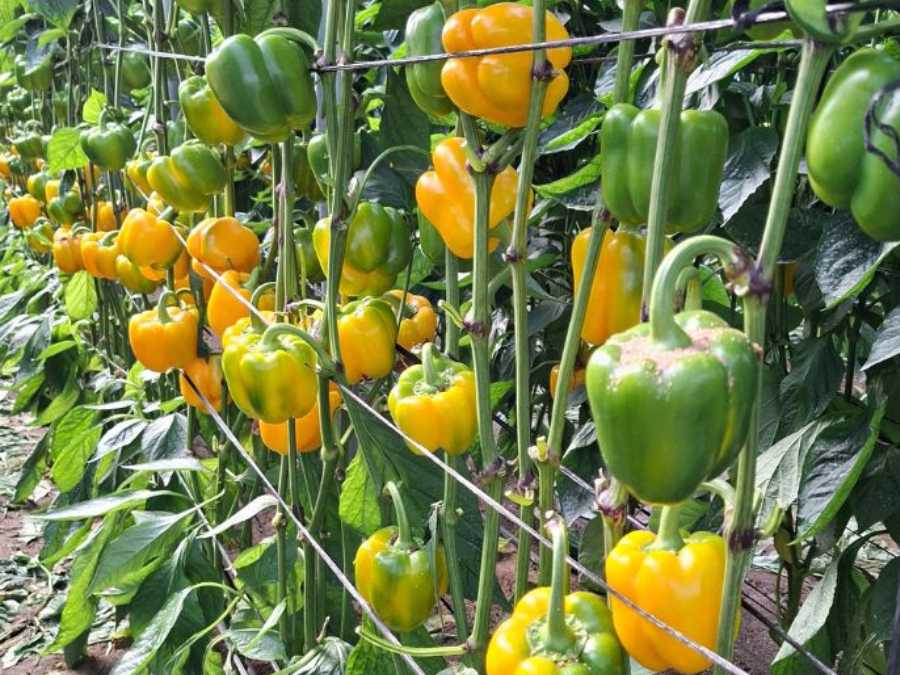 Poivrons California vert et jaune