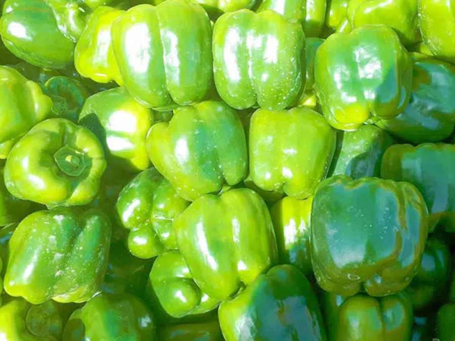 Poivron California vert