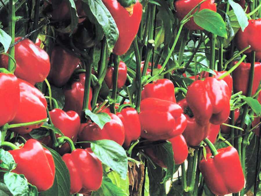 Poivron rouge sur la plante