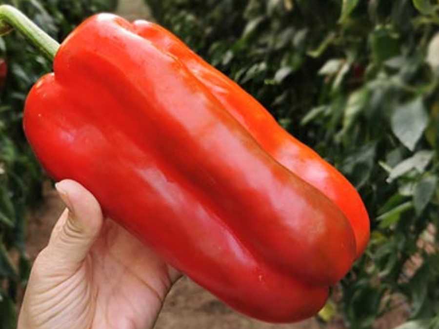 Pimiento Lamuyo rojo sostenido en mano