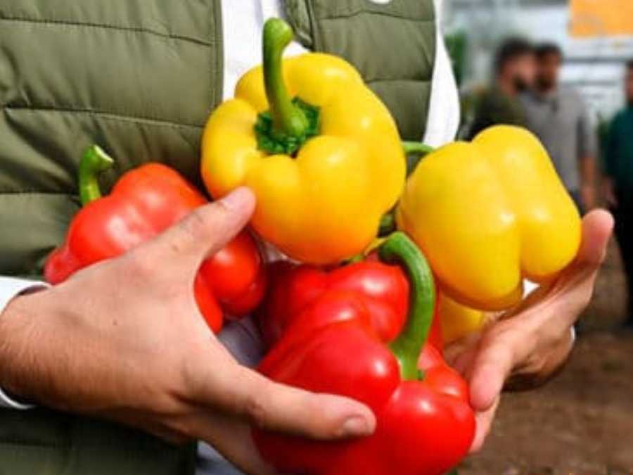 Pimientos California rojo y amarillo