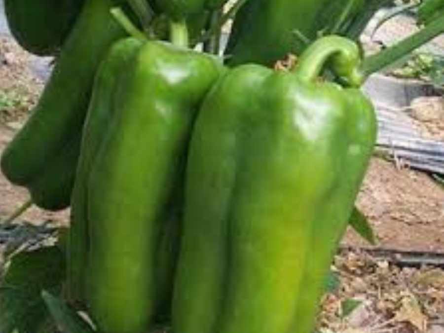 Pimiento Lamuyo verde fresco