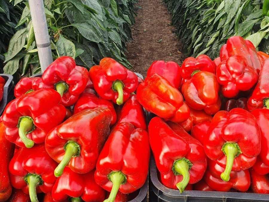 Pimientos rojos en cajas listos para distribución