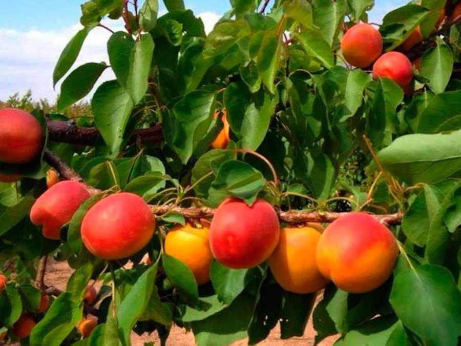 Plantation d’abricotiers