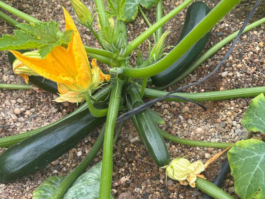 Planta de calabacín verde en cultivo