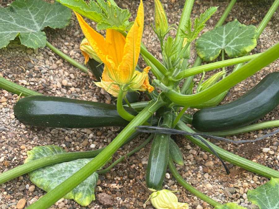 Planta de calabacín en cultivo