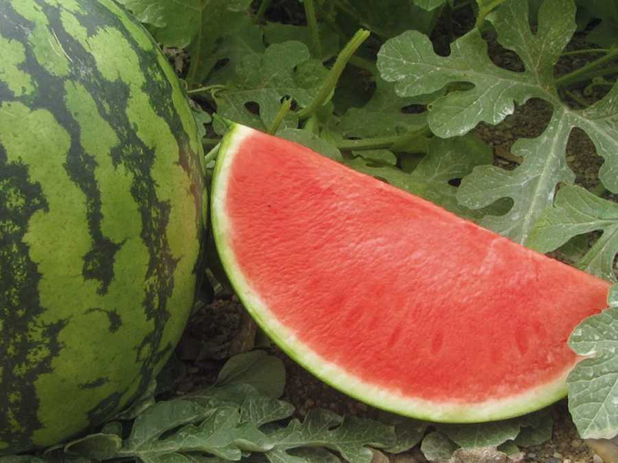 Rodaja de sandía blanca sin pepitas