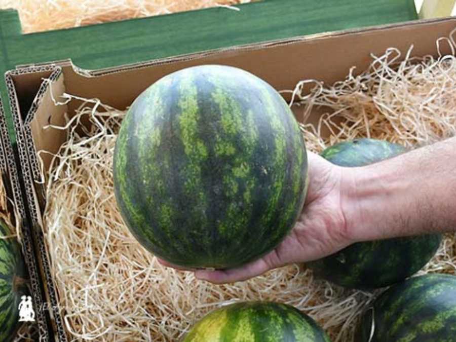 Sandía blanca en la mano