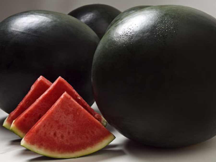 Pastèque noire sans pépins